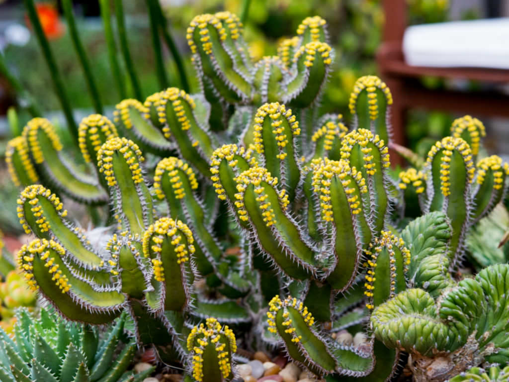 Easy Euphorbia Propagation: Grow New Plants with Minimal Effort