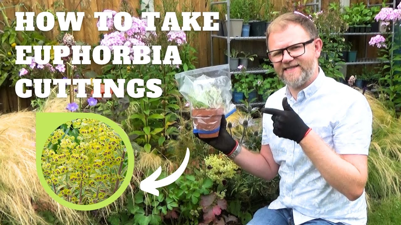 Master Euphorbia Propagation: 3 Easy Methods for New Plants