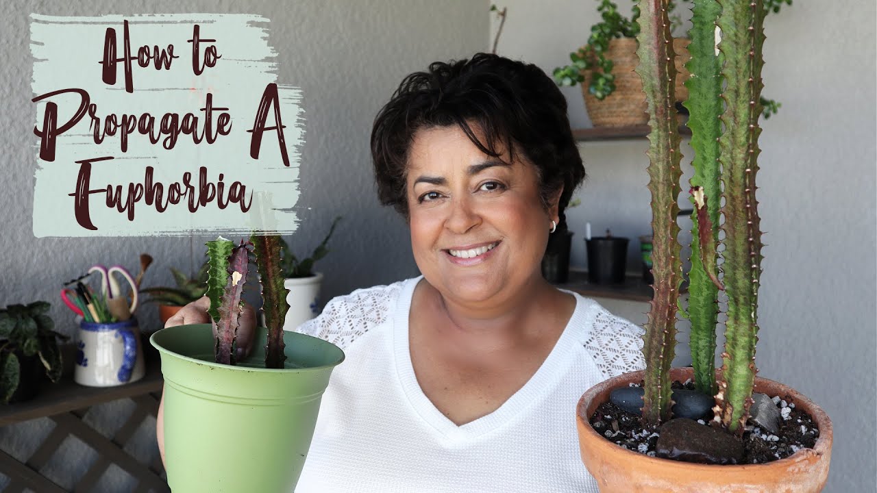 Propagate Euphorbia: Enhance Your Collection with Simple Methods